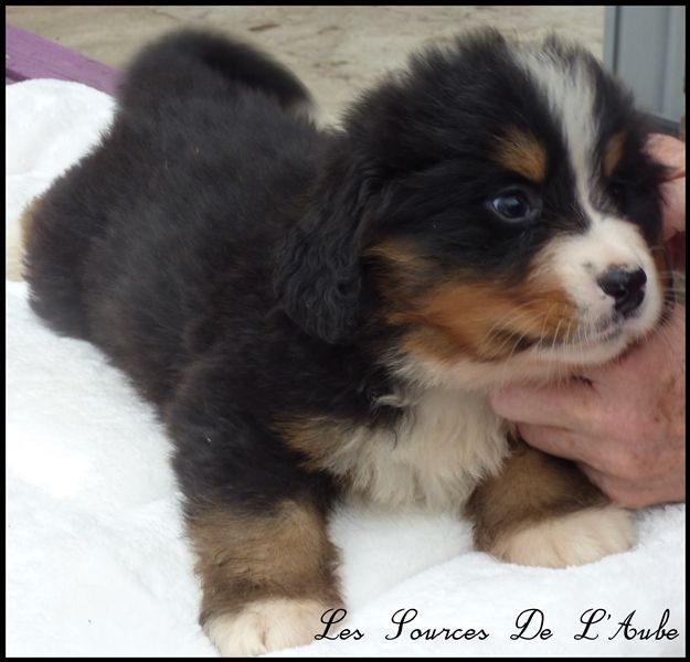 des Sources de l'Aube - Bouvier Bernois - Portée née le 28/06/2021